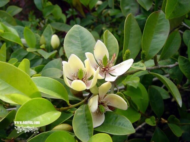 有没有含笑花(香蕉花)味道的香水